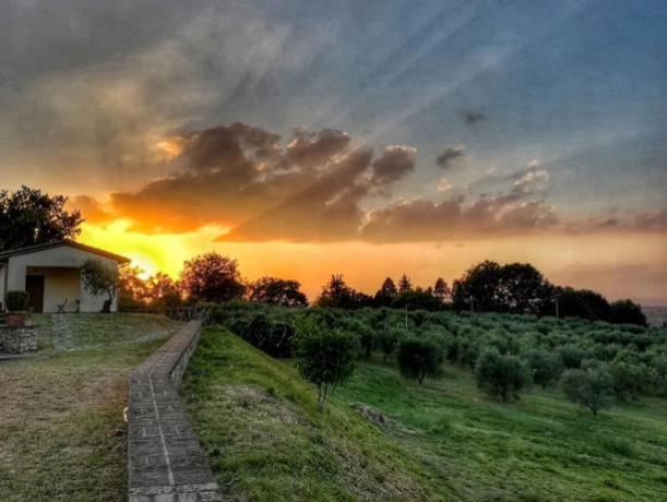 Paesaggio mozzafiato tra ulivi e colline  