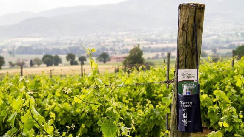 Cantine Aperte Umbria, degustazione vino e prodotti 