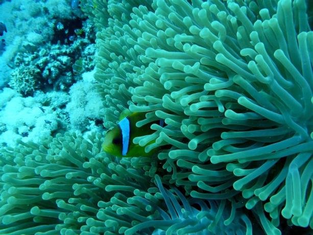 Fondali Meravigliosi Snorkeling Sharm El Sheik 