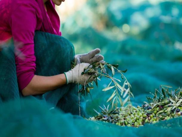 Raccolta delle Olive 